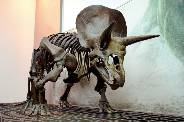 Triceratops_Skeleton_Senckenberg-2